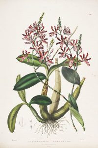 400px-Myrmecophila_tibicinis_(as_Schomburgkia_tibicinis)-Bateman_Orch._Mex._Guat._pl._30_(1843)