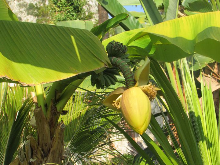 Как Цветет Банан Фото В Природе