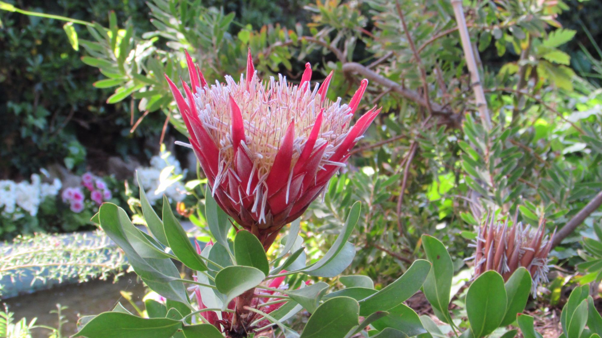 5 растений африки. Протея артишоковая. Протея артишоковая в саду. Символ ЮАР цветок протея.