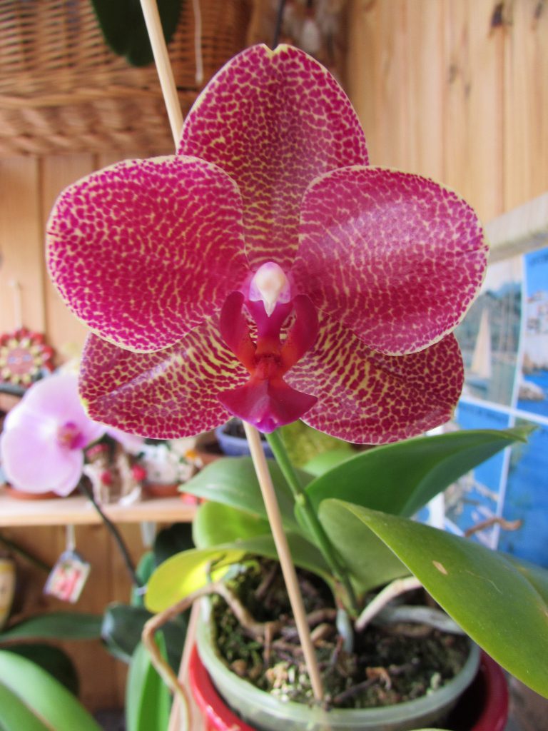 Орхидея монако фото