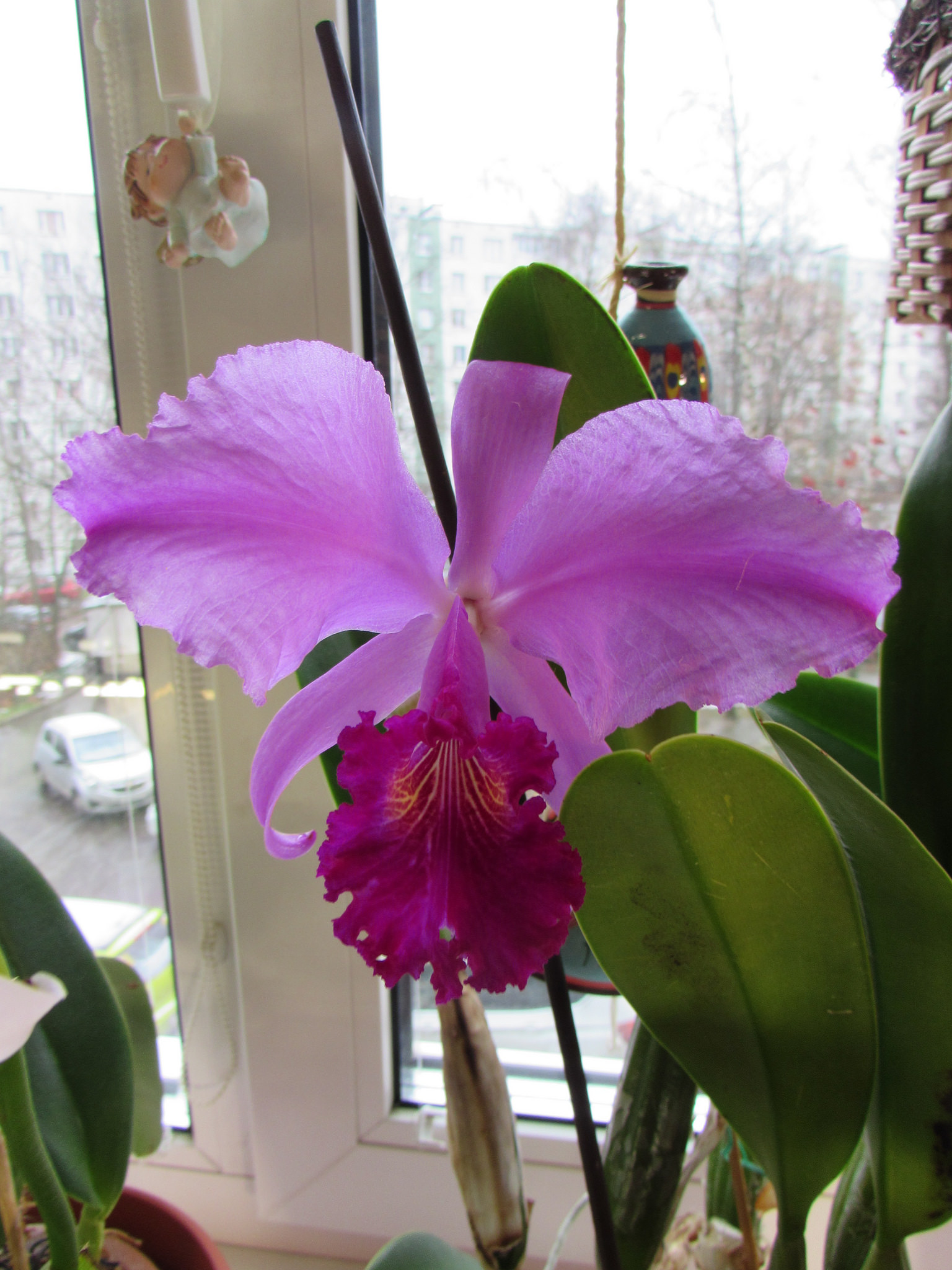 Cattleya trianae