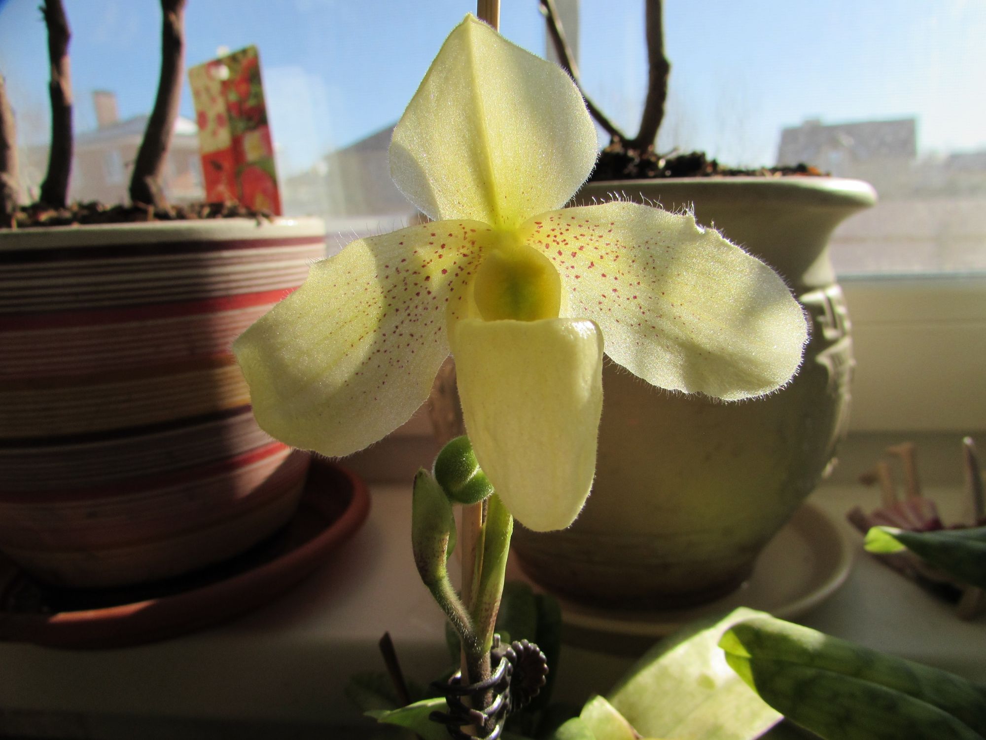 Paphiopedilum concolor, желтенький цыпленок – OrchidDream