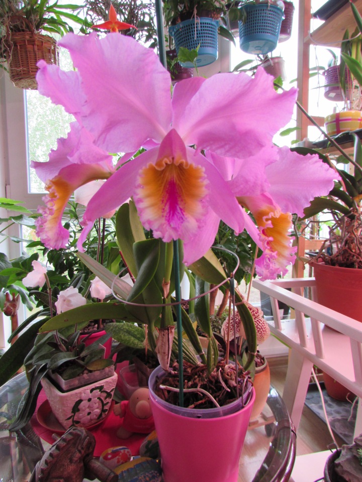 Орхидеи Cattleya mossiae