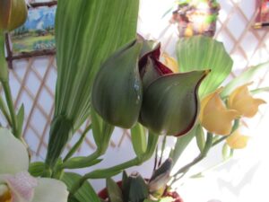 Ангулоа, “орхидея – тюльпан”