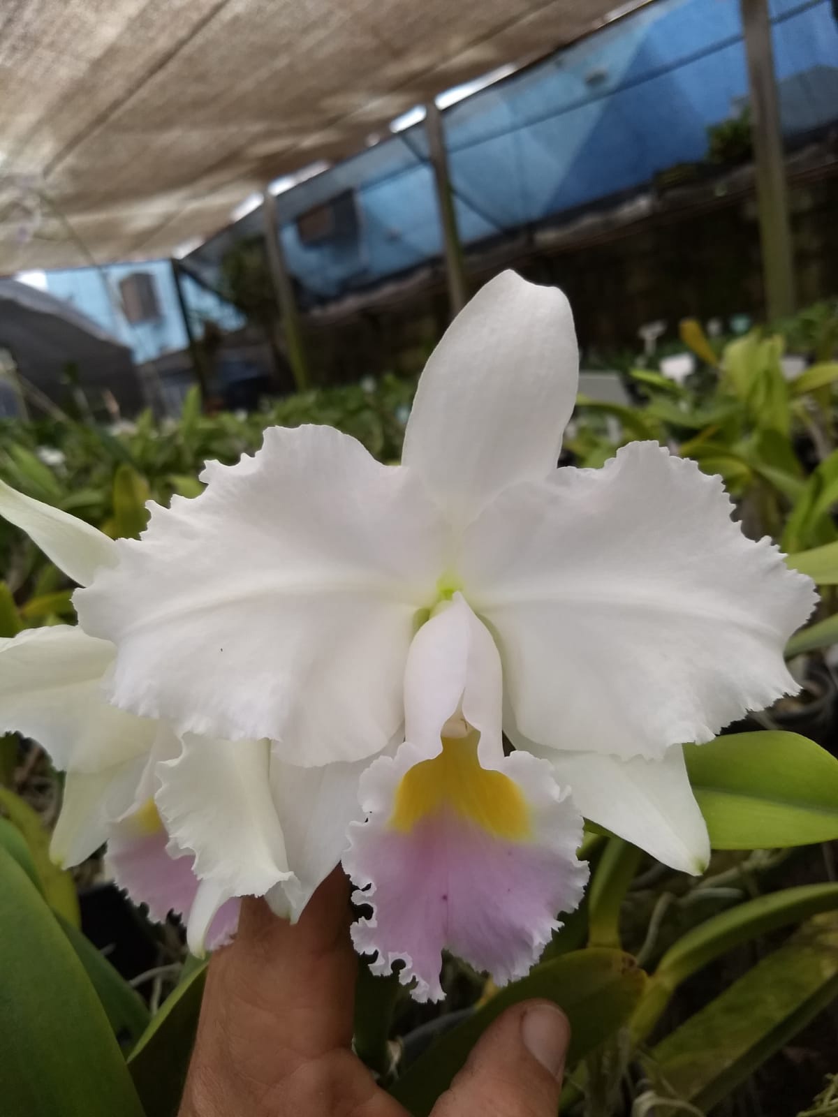 Орхидея Cattleya trianae