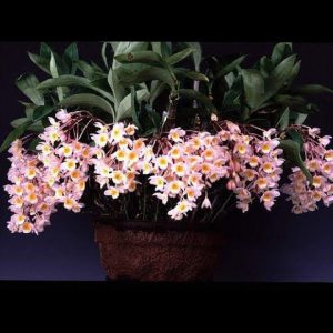 Dendrobium-amabile-Pink-Lanterns-300x300-1.jpg