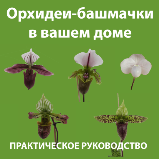 cover-slipper-orchids.png