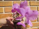 Cattleya nobilior “Sensação x Dom Rafael”