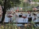 Фламинго в московском зоопарке