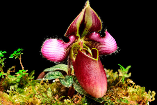 1-CXC-1639-Paphiopedilum-rungsuriyanum-1.jpg