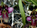 Paphiopedilum rungsuriyanum. Маленькое чудо