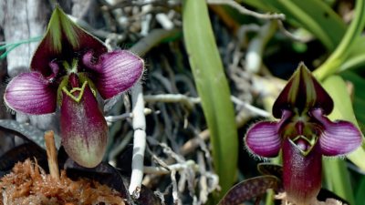 Paphiopedilum rungsuriyanum. Маленькое чудо