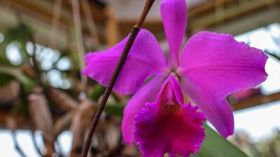 Изысканная  Cattleya labiata rubra “Schuller” x “Deize”