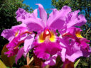 Величие Cattleya Hardyana