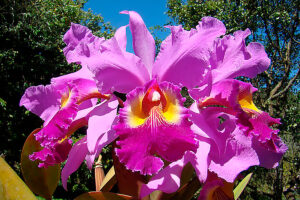 Величие Cattleya Hardyana