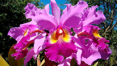 Величие Cattleya Hardyana