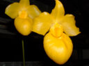 Paphiopedilum armeniacum, абрикосовый башмачок