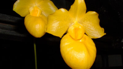 Paphiopedilum armeniacum, абрикосовый башмачок