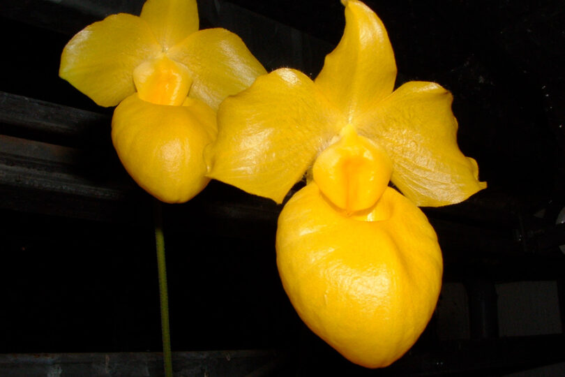 paphiopedilum_armeniacum_flavum_.jpg