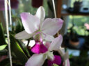 Cattleya walkeriana ‘Tokutsu’, легендарный японский культивар