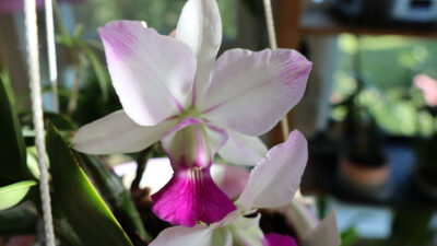 Cattleya walkeriana ‘Tokutsu’, легендарный японский культивар