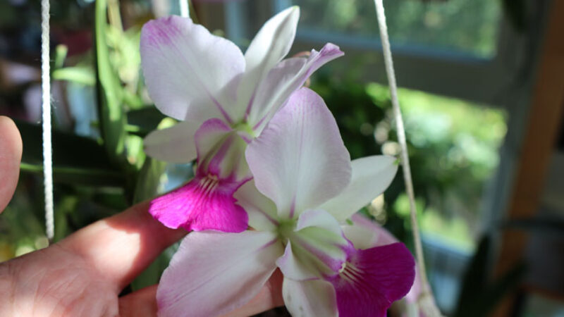 Cattleya walkeriana ‘Tokutsu’