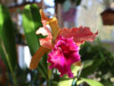 Cattleya Luminosa Cattleya Luminosa