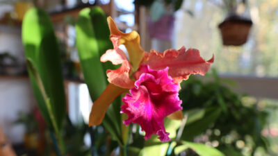Cattleya Luminosa Cattleya Luminosa