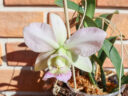 Дочь Амалии. Cattleya nobilior amaliae ‘Britânico’ × ‘Para Raio’ Дочь Амалии. Cattleya nobilior amaliae ‘Britânico’ × ‘Para Raio’