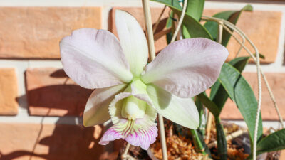 Cattleya nobilior amaliae ‘Britânico’ × ‘Para Raio’