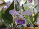 Голубая Cattleya Whitei Голубая Cattleya Whitei