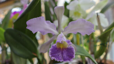 Голубая Cattleya Whitei Голубая Cattleya Whitei