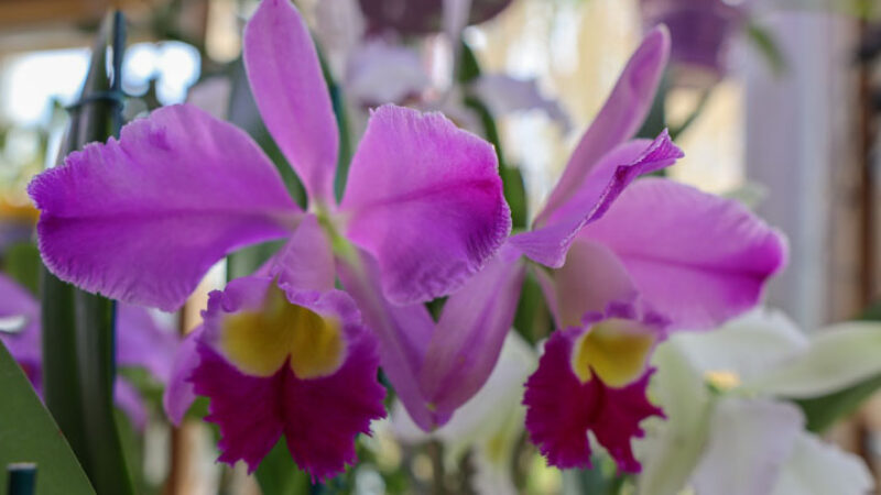 Сattleya eldorado ‘M. Ito’ Сattleya eldorado ‘M. Ito’