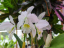 Cattleya labiata alba (‘Cesar’ x ‘Angerer’)