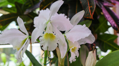 Cattleya labiata alba (‘Cesar’ x ‘Angerer’)