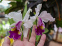 Cattleya Eva’s Fábula En Tus Ojos