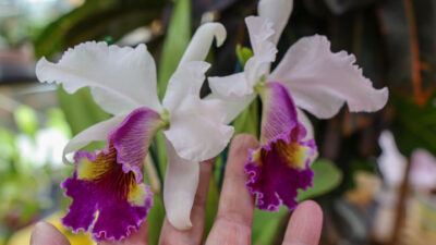 Cattleya Eva’s Fábula En Tus Ojos