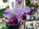 Cattleya Dinard ‘Blue Heaven’ AM/AOS