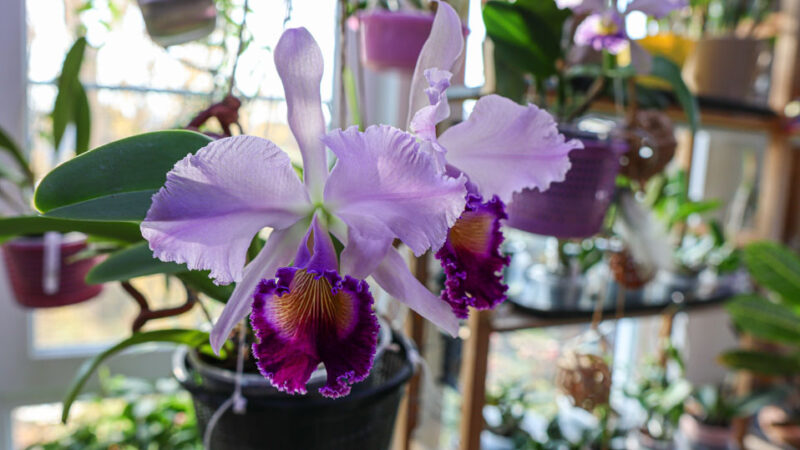 Cattleya Dinard ‘Blue Heaven’ AM/AOS