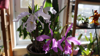 C. maxima coerulea ‘Gigi’ x ‘Angelo’ и C. maxima “Darth Vader x tipo escuro C. maxima coerulea ‘Gigi’ x ‘Angelo’ и C. maxima “Darth Vader x tipo escuro