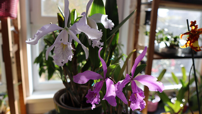 C. maxima coerulea ‘Gigi’ x ‘Angelo’ и C. maxima “Darth Vader x tipo escuro C. maxima coerulea ‘Gigi’ x ‘Angelo’ и C. maxima “Darth Vader x tipo escuro