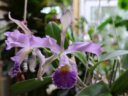 Cattleya × whitei coerulea. Голубая красавица с викторианским прошлым Cattleya × whitei coerulea. Голубая красавица с викторианским прошлым