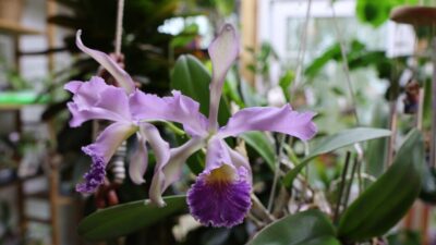 Cattleya × whitei coerulea. Голубая красавица с викторианским прошлым Cattleya × whitei coerulea. Голубая красавица с викторианским прошлым